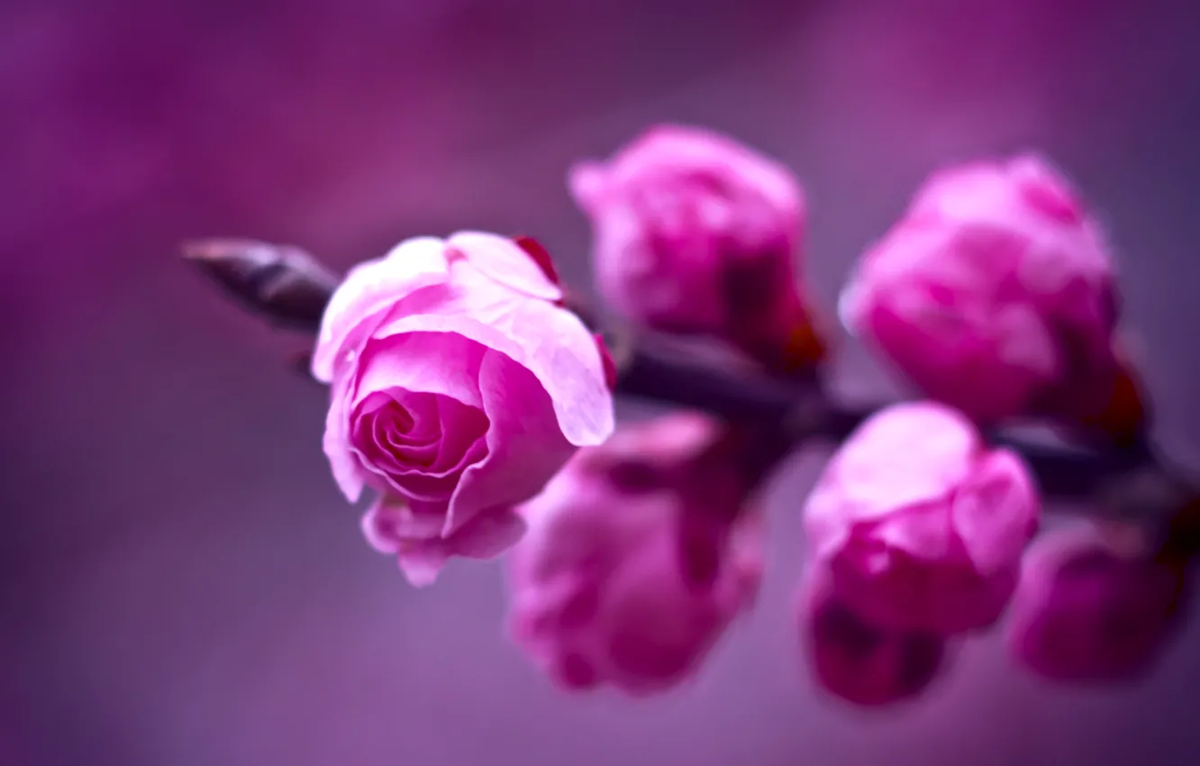 Фото обои фиолетовый, макро, фон, розы, ветка, размытость, Розовые