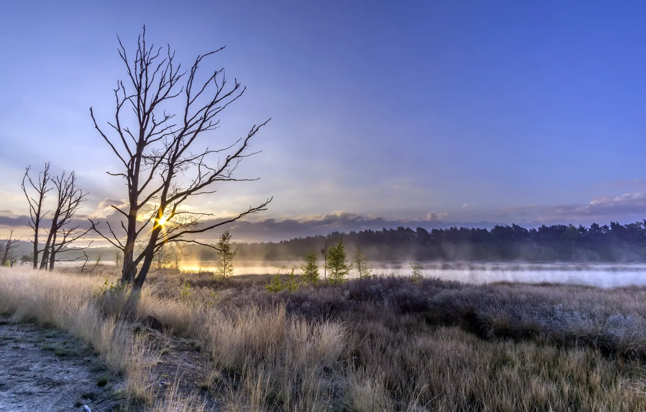 Фото обои туман, река, дерево, утро