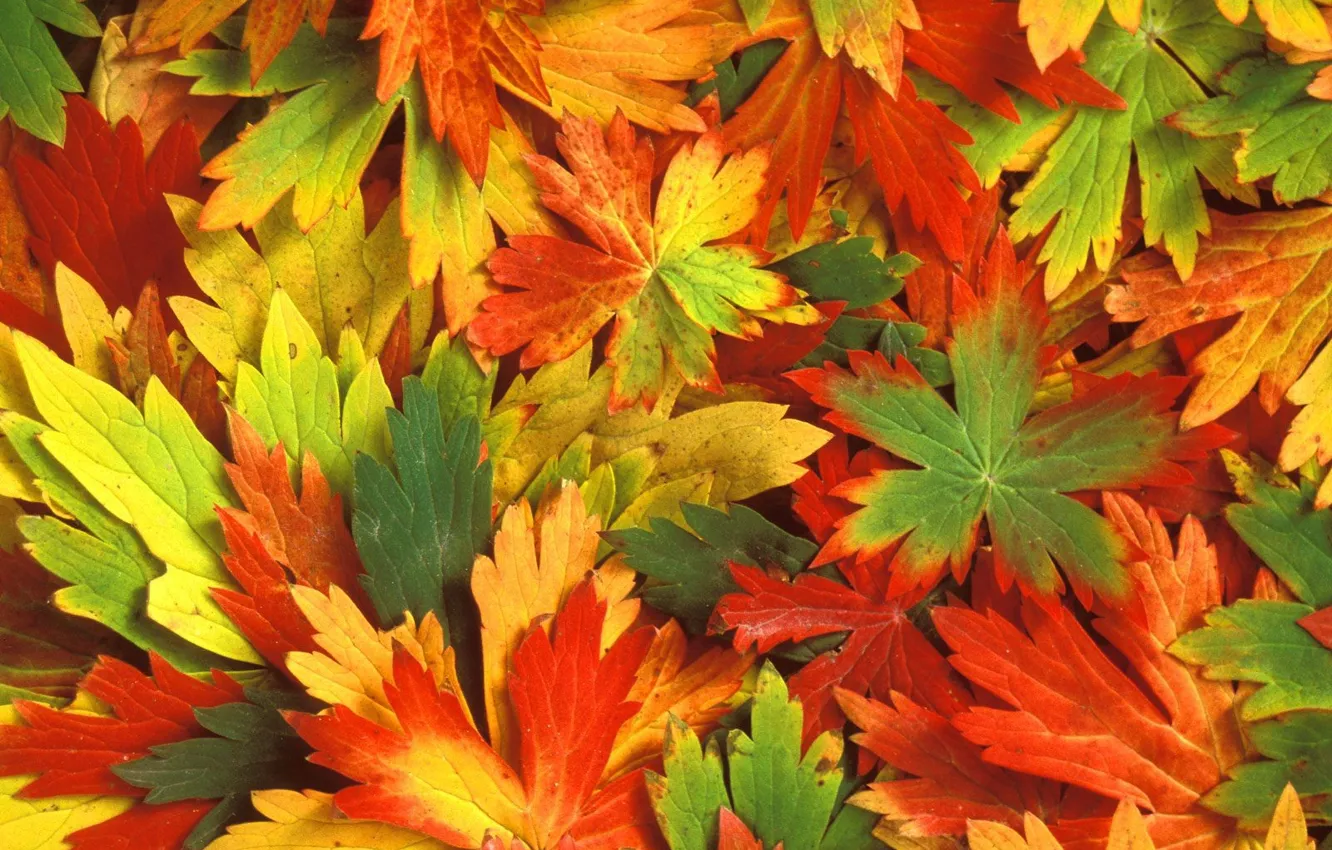 Фото обои осень, листья, Калейдоскоп