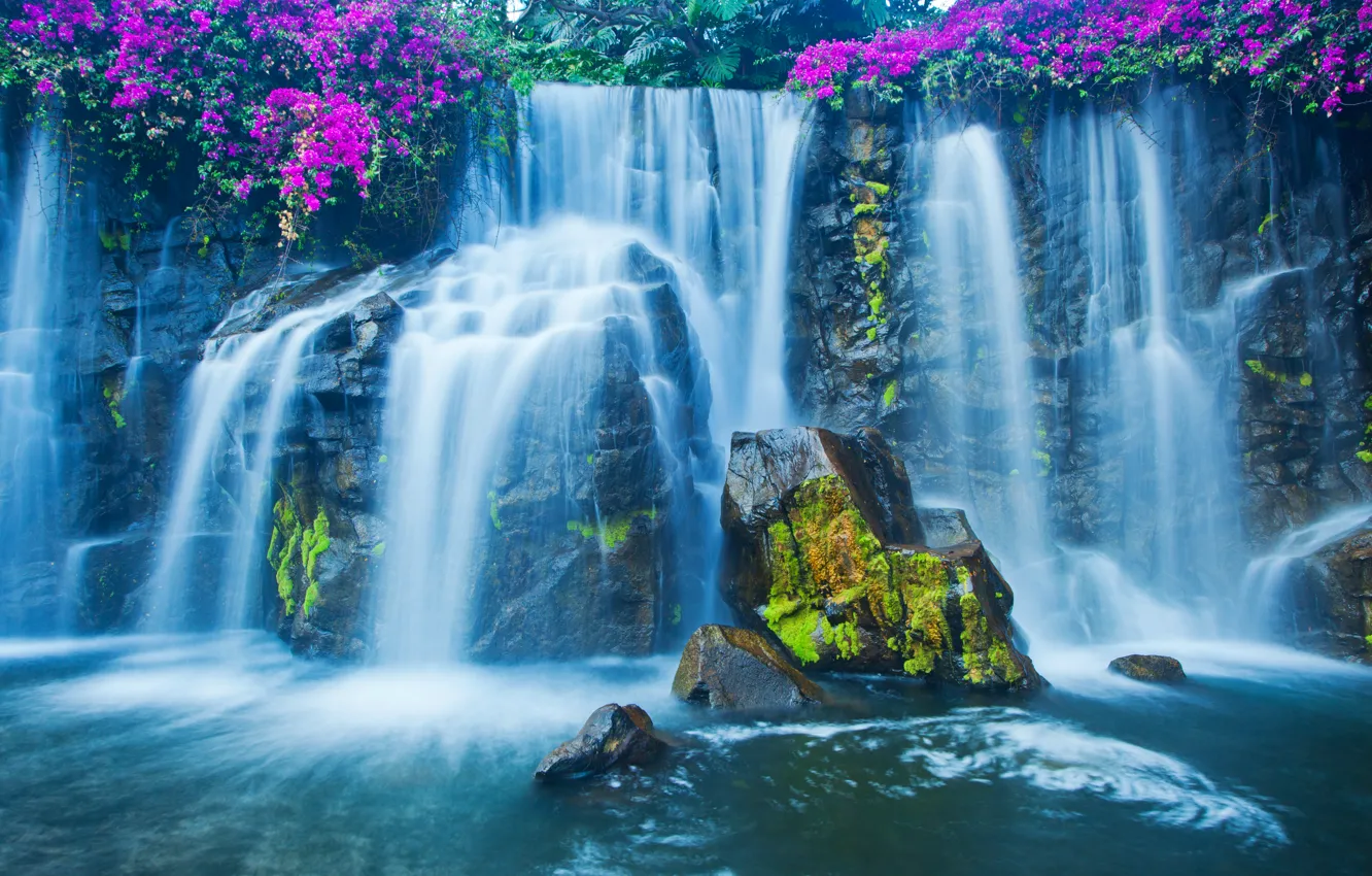 Фото обои цветы, камни, водопад, мох