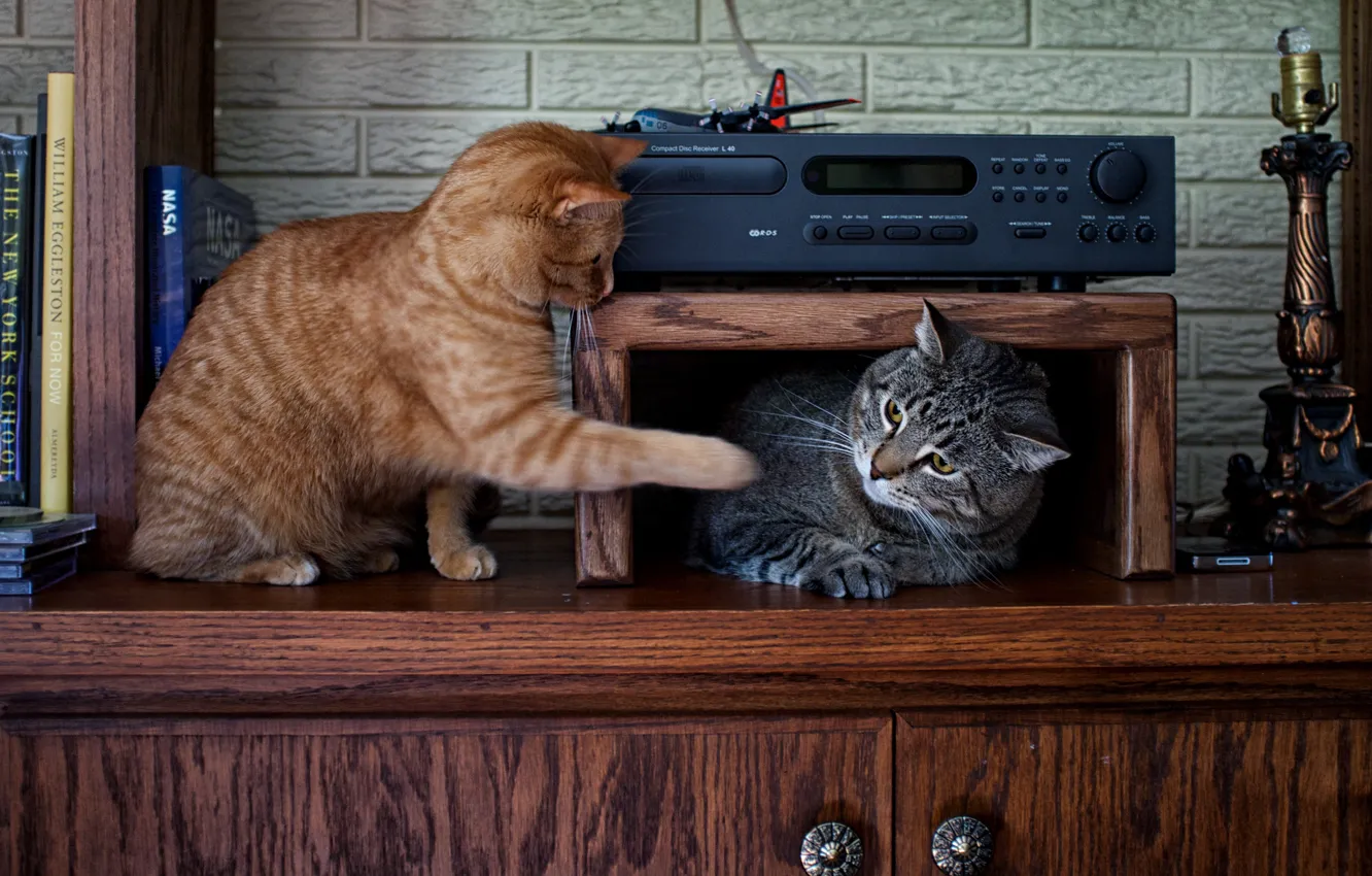 Фото обои кот, кошки, серый, коты, игра, мебель, книги, рыжий