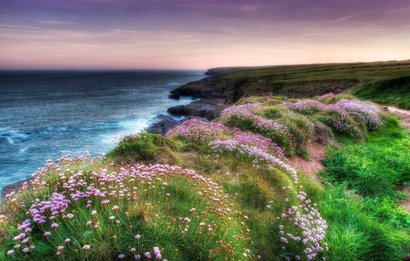 Фото обои море, цветы, природа, побережье
