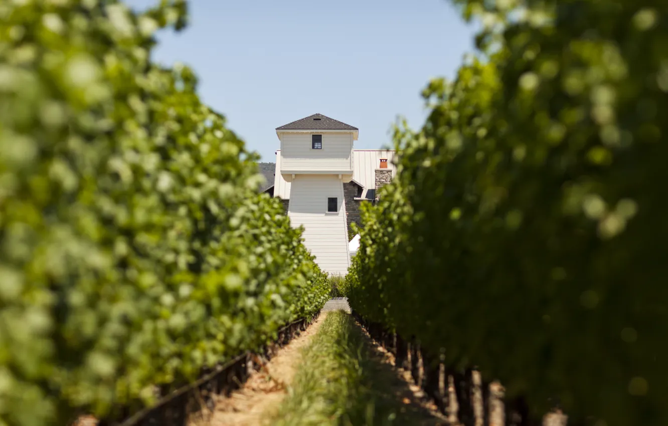 Фото обои tower, wine, vineyards, vitis vinifera, Silver Oak, Napa Valley
