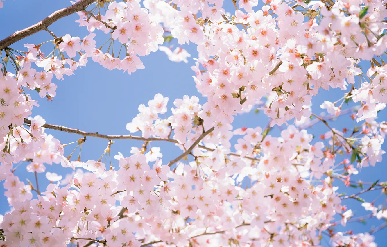 Фото обои небо, цветы, весна, сакура