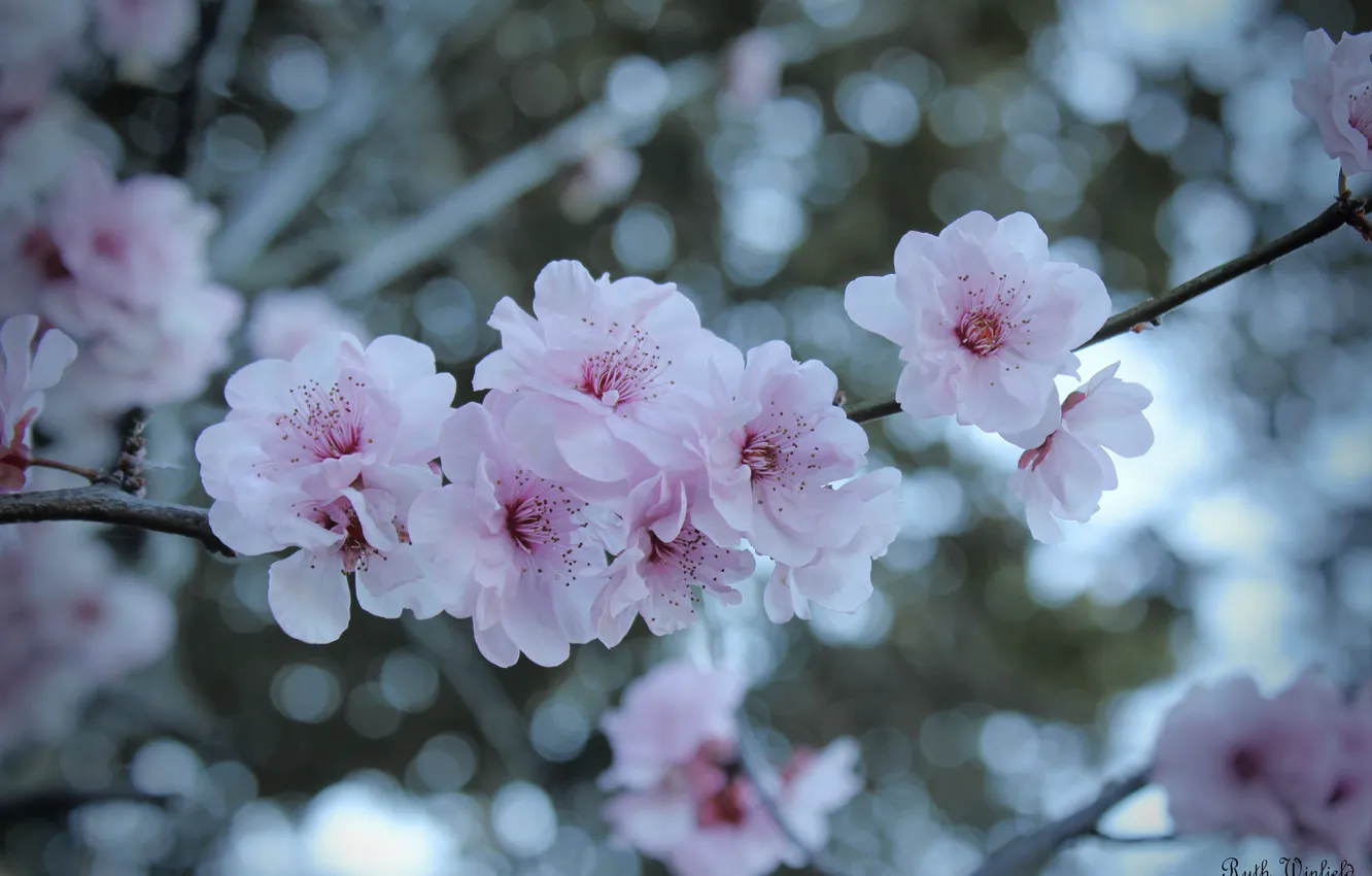 Фото обои цветы, ветки, дерево, сакура, цветение