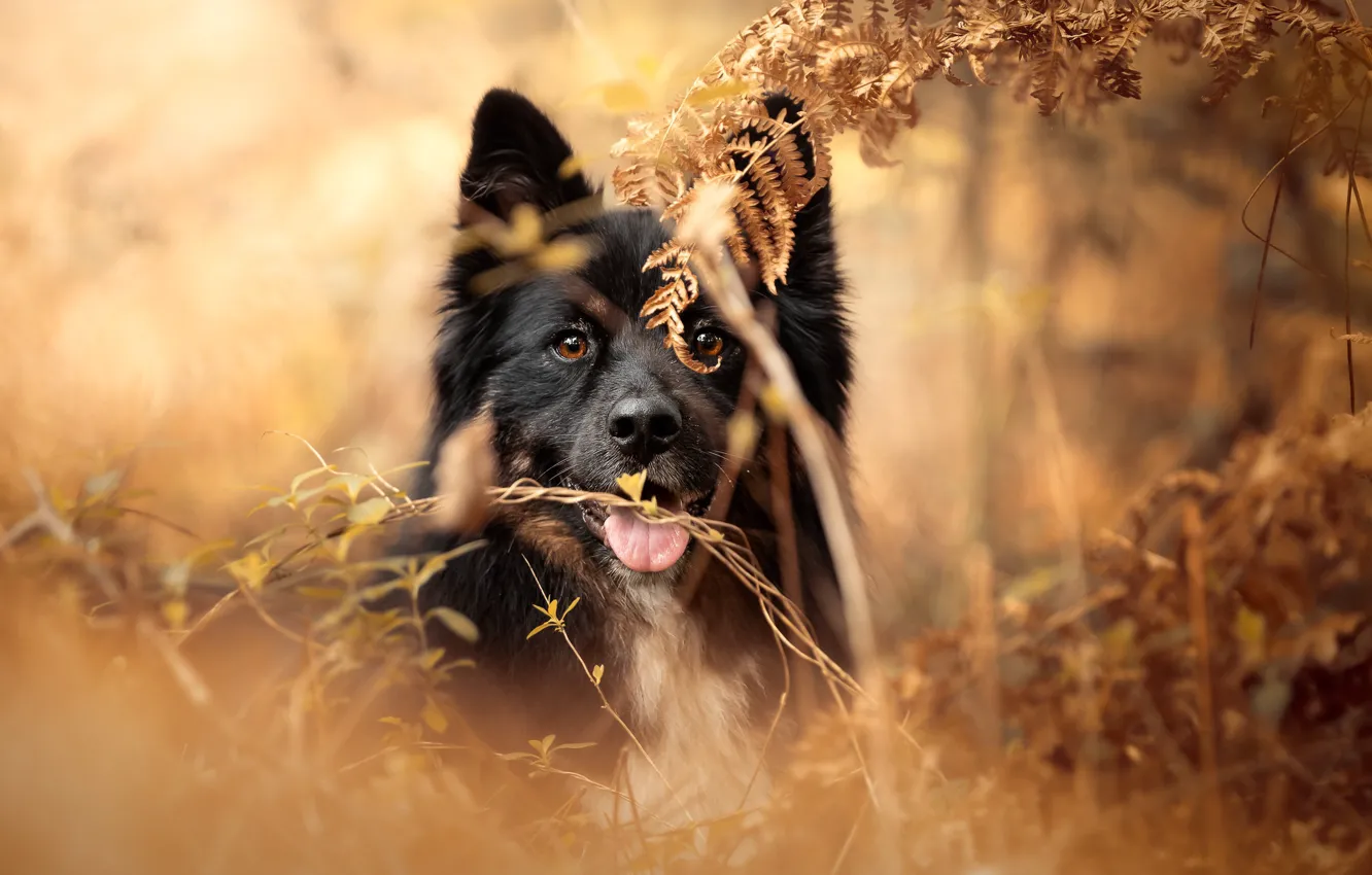 Фото обои осень, природа, собака