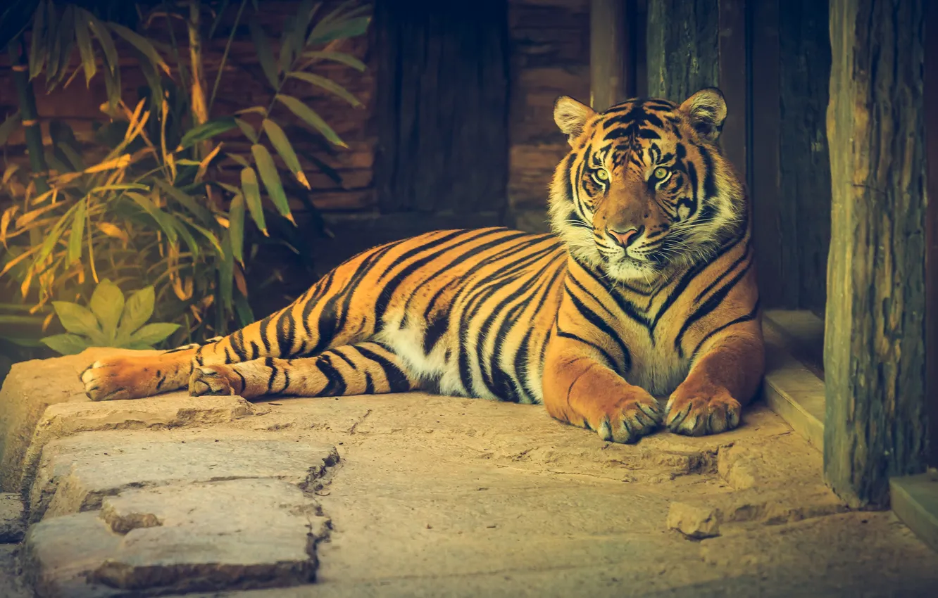 Фото обои листья, тигр, камни, отдых, доски, лежит, зоопарк