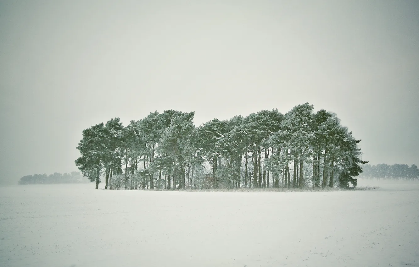 Фото обои зима, лес, снег, деревья, метель, заснежено