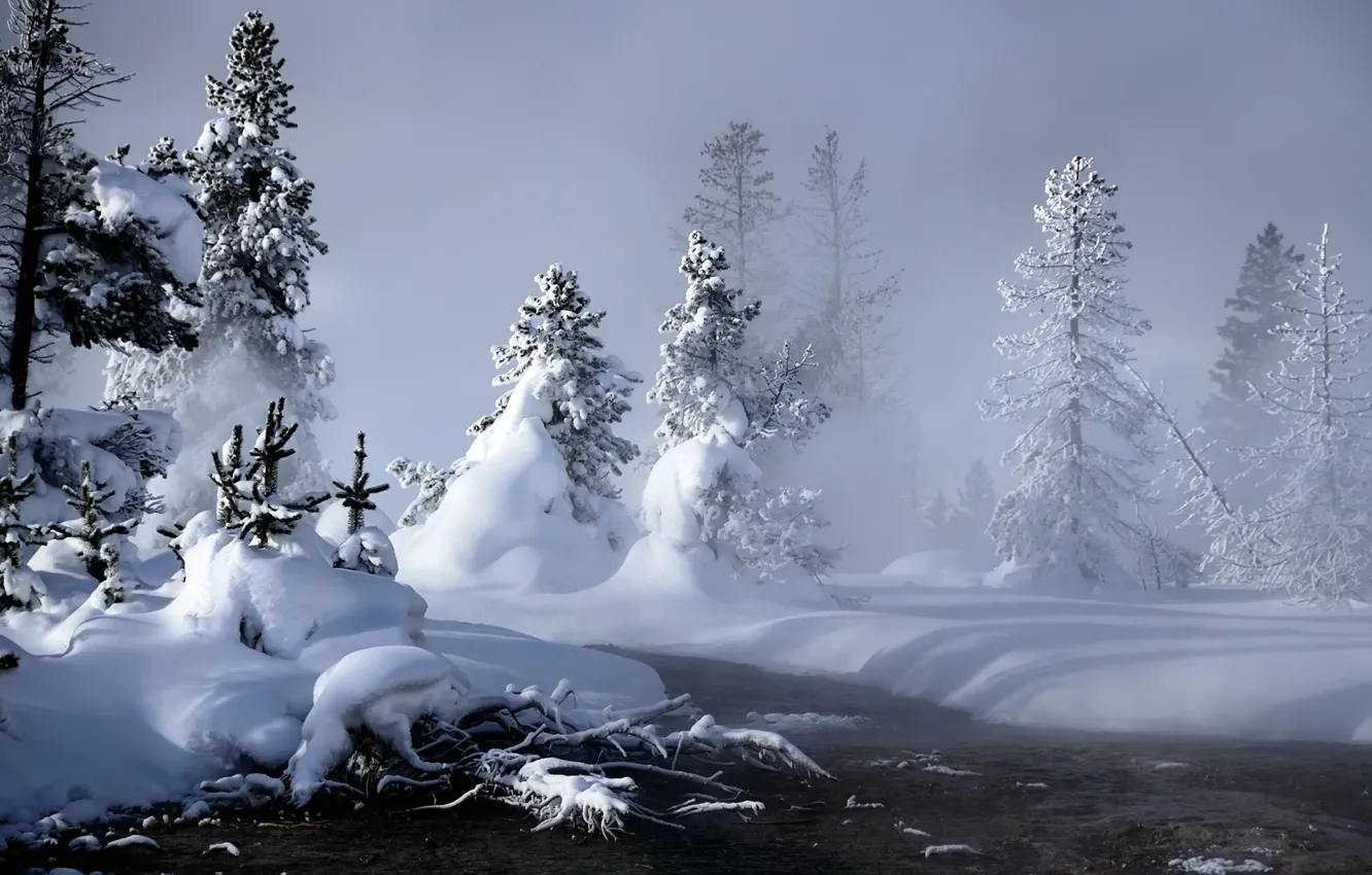 Фото обои зима, снег, елки, сугробы