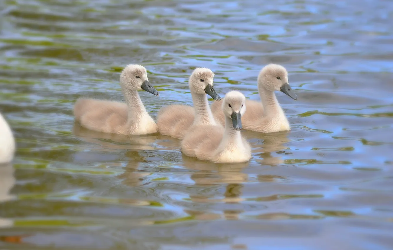 Фото обои озеро, малыши, kids, the lake, gray swans, серые лебеди