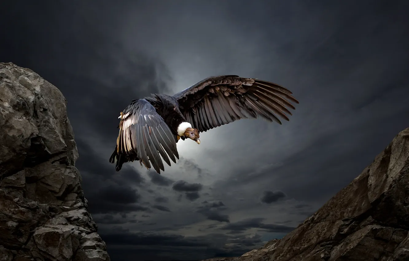 Фото обои природа, птица, Condor