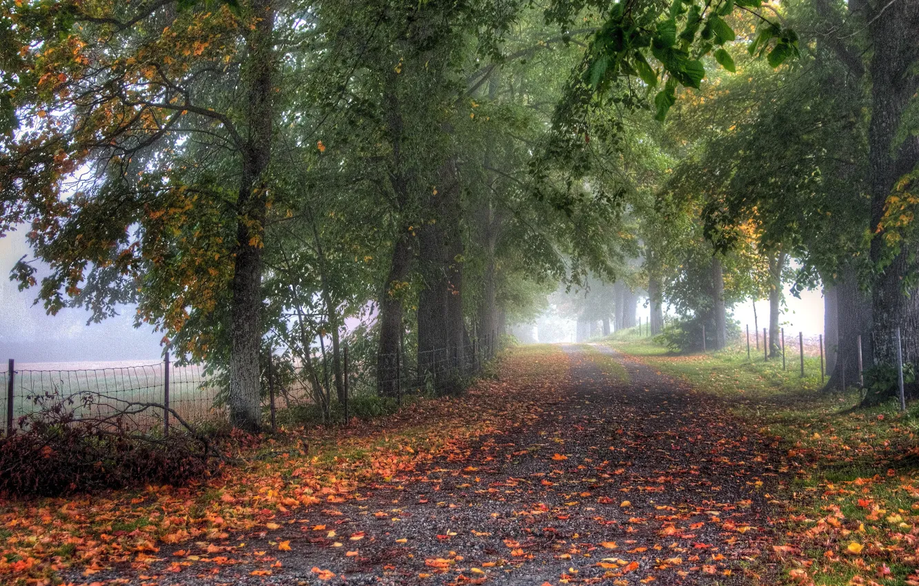 Фото обои дорога, осень, деревья, туман, ограда, аллея