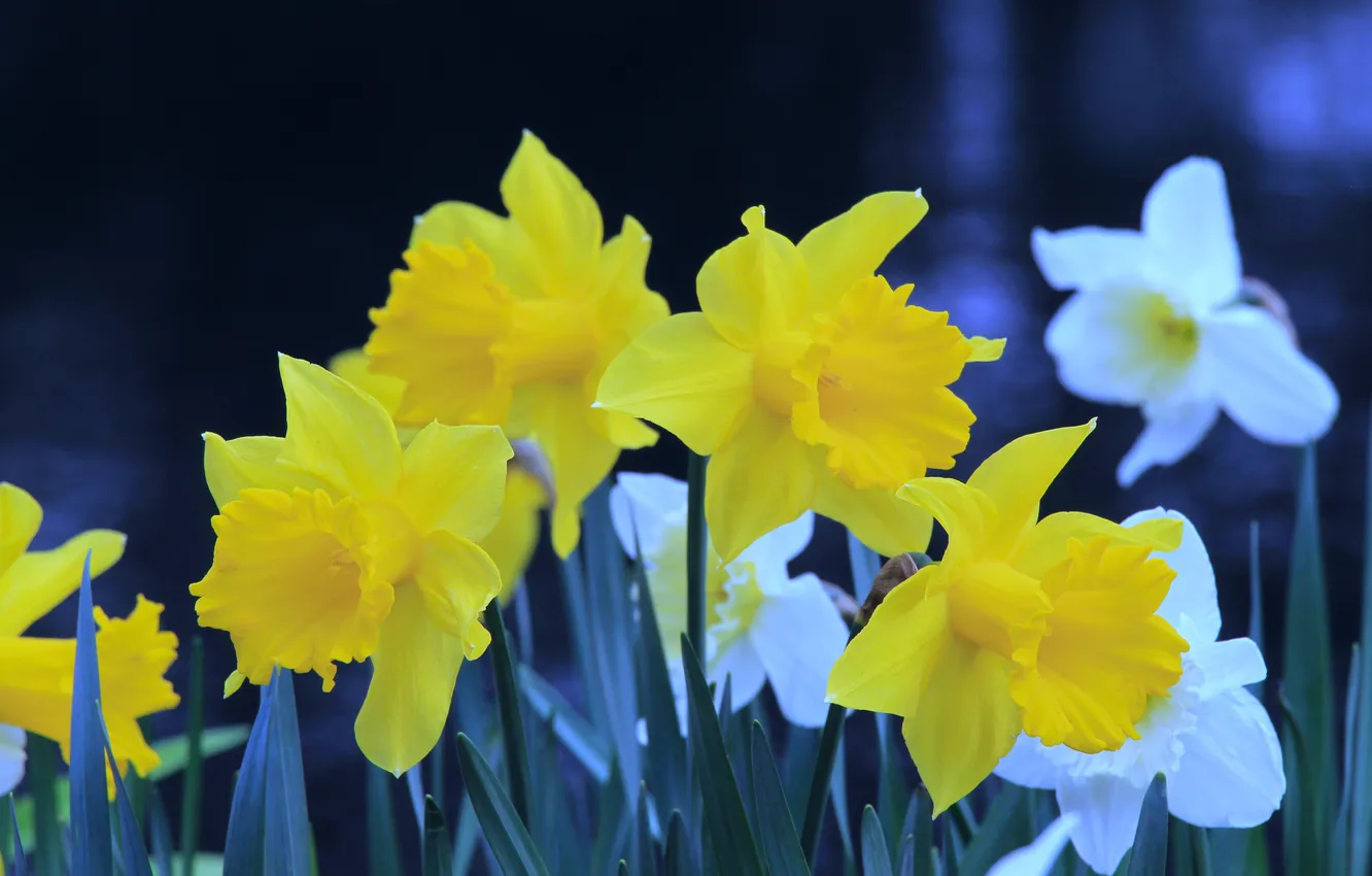 Фото обои flower, spring, narcissus, daffodil