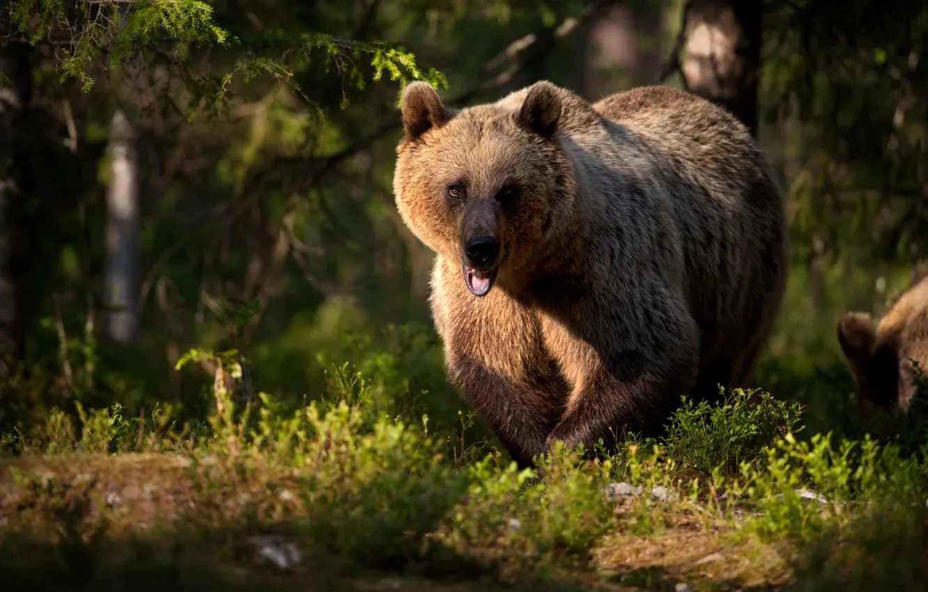 Фото обои лес, медведь, зверь, Топтыгин, Александр Перов