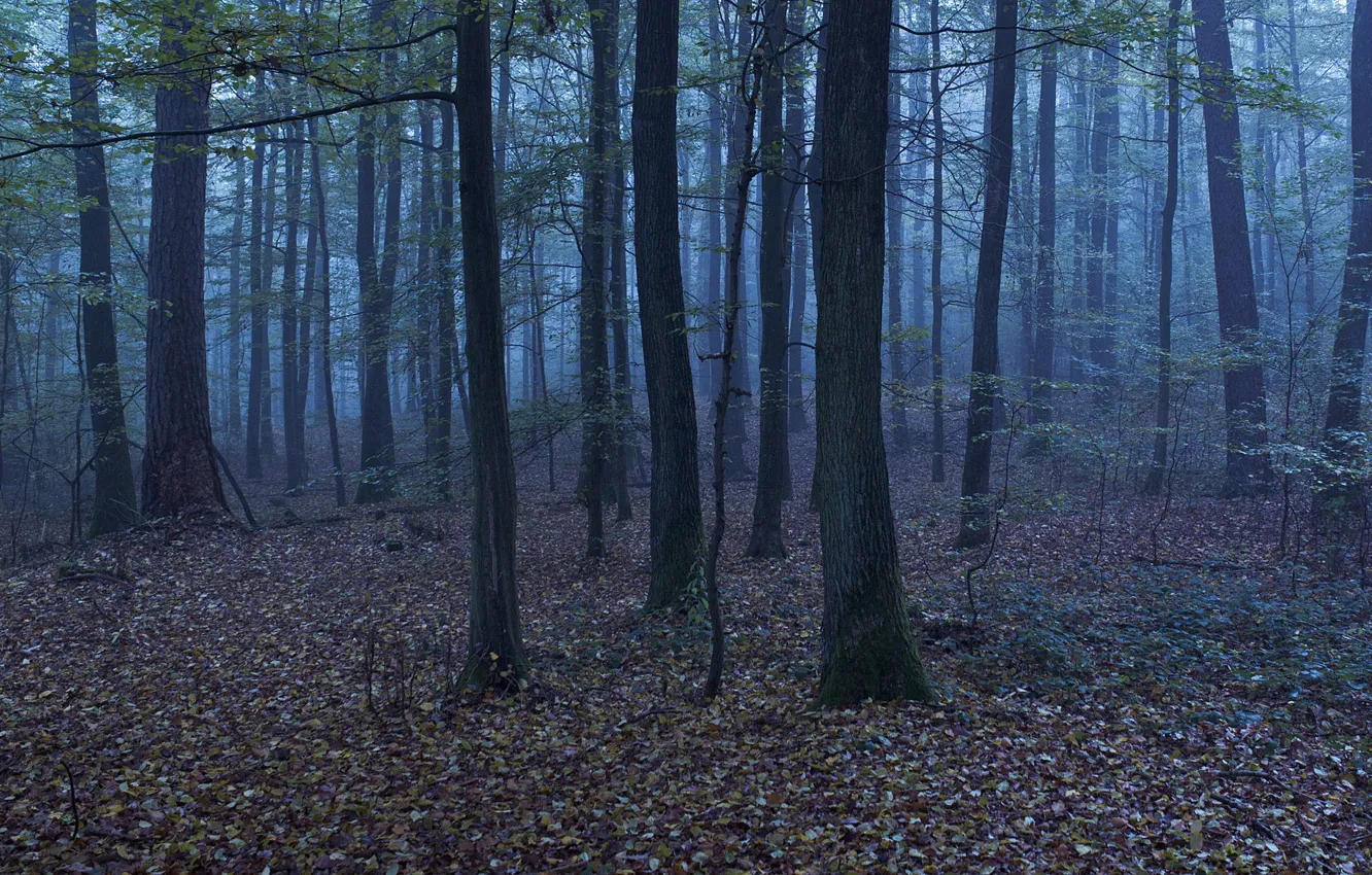 Фото обои осень, лес, листья, деревья, природа, туман