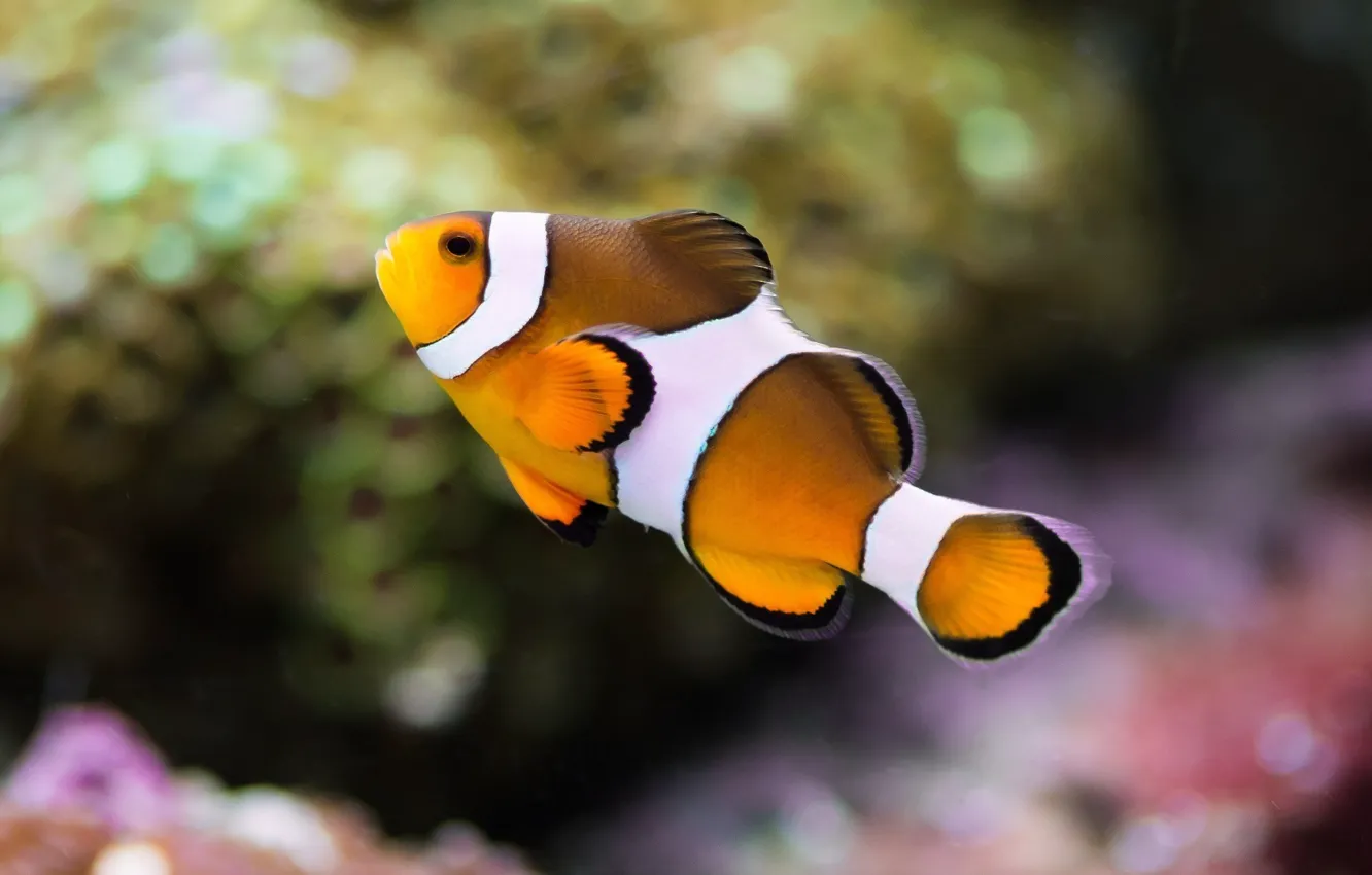 Фото обои цвета, макро, аквариум, рыбка, подводный мир, под водой, полосатая, пестрая