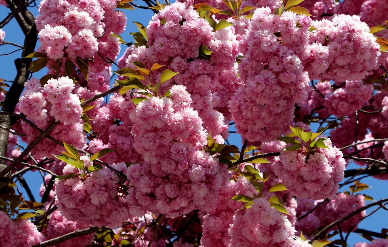 Фото обои сакура, розовые цветы, пышное цветение
