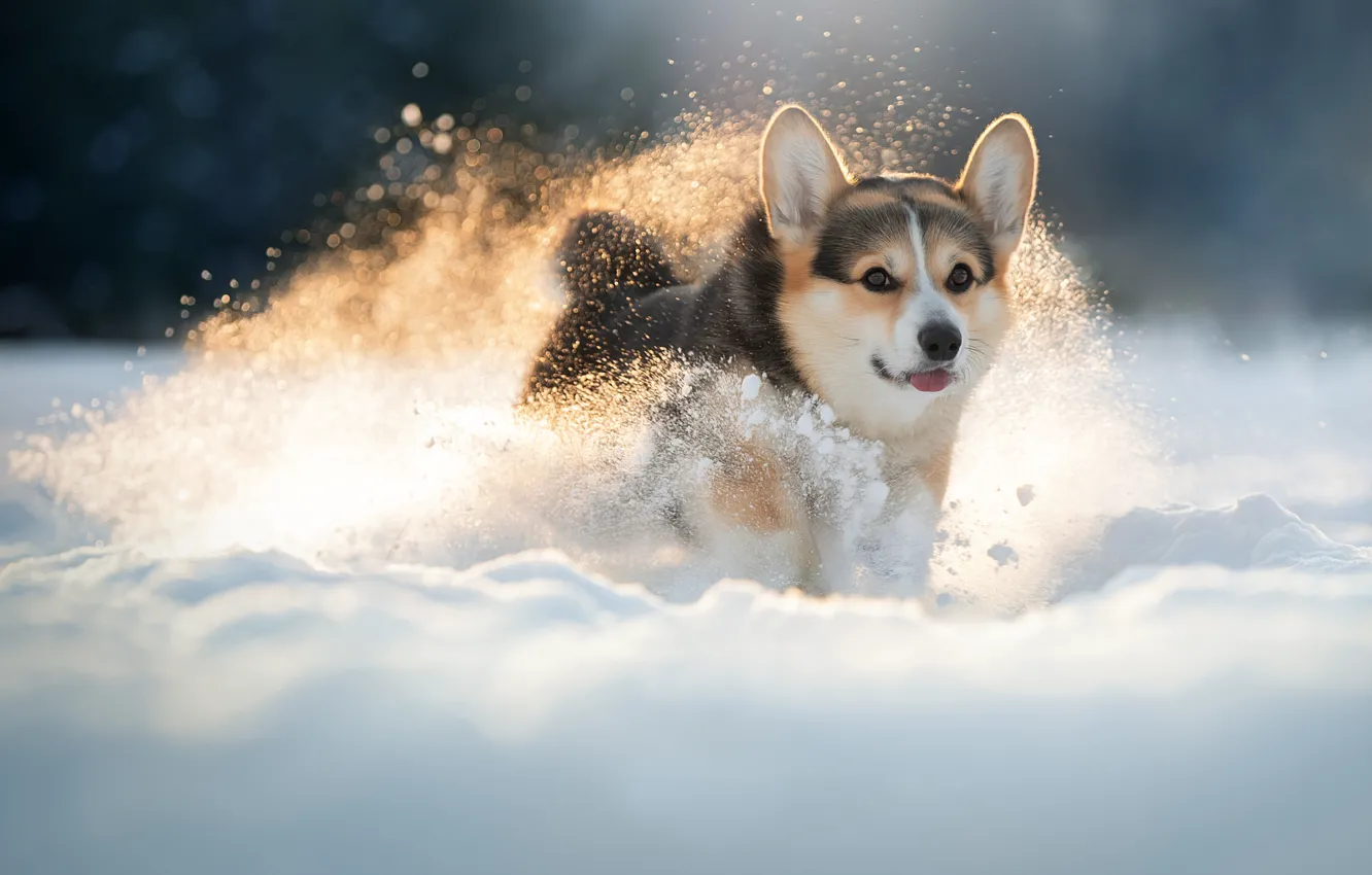 Фото обои зима, снег, собака, прогулка, пёсик, Вельш-корги, Светлана Писарева