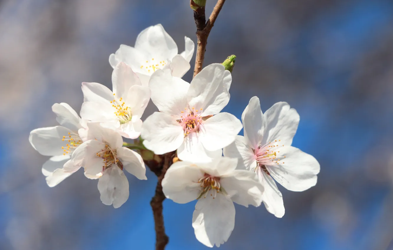 Фото обои цветы, весна, сакура, белые, цветение