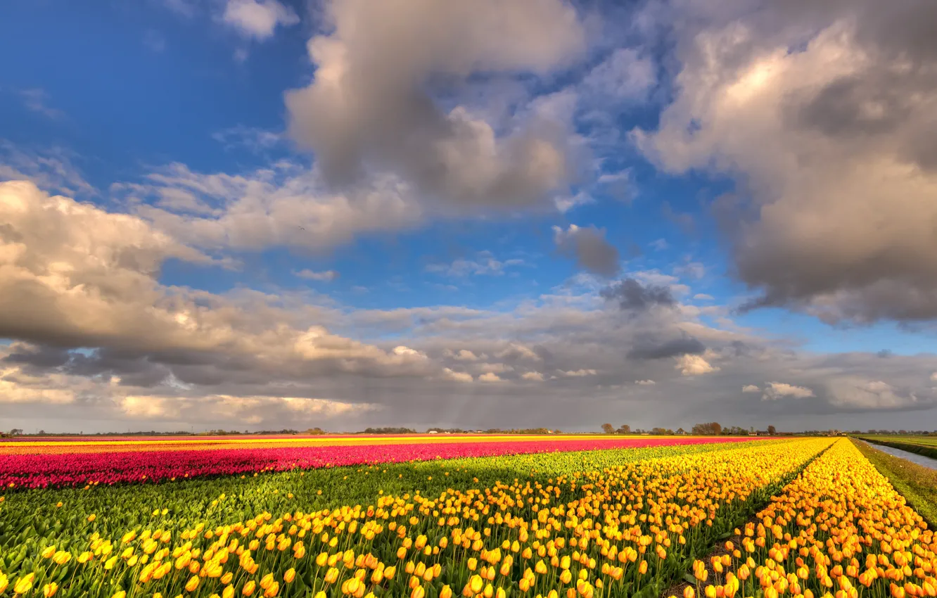 Фото обои поле, облака, цветы, природа, синева, красота, позитив, весна