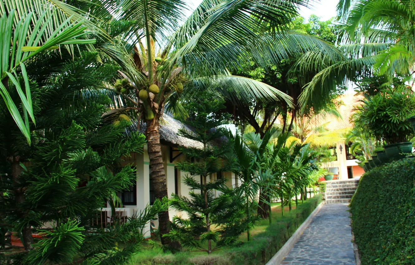 Фото обои Природа, Пальмы, Растения, Nature, Вьетнам, Vietnam, Palm Trees, Plants