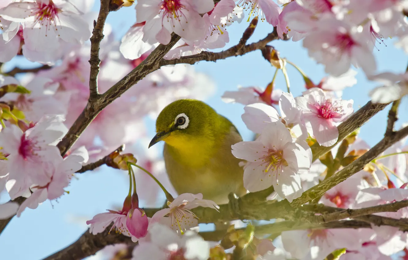 Фото обои ветки, вишня, птица, сакура, цветение, цветки, Японская белоглазка
