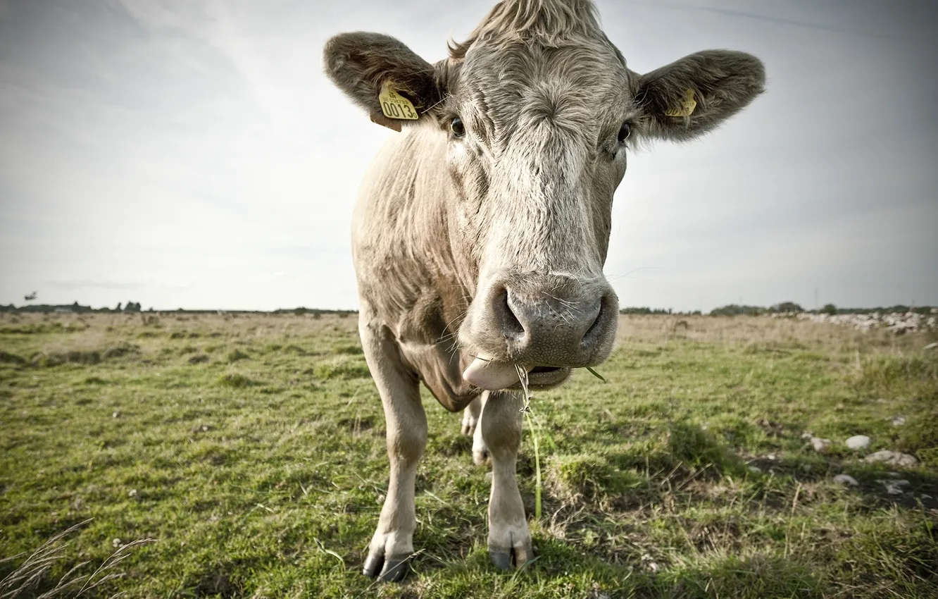 Фото обои язык, корова, by Robin de Blanche, показывает, MoOo