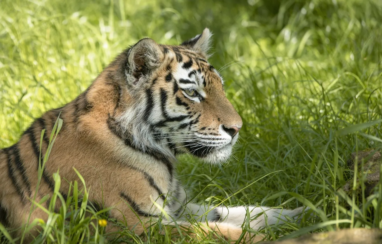Фото обои морда, тигр, отдых, хищник, лежит, профиль, дикая кошка