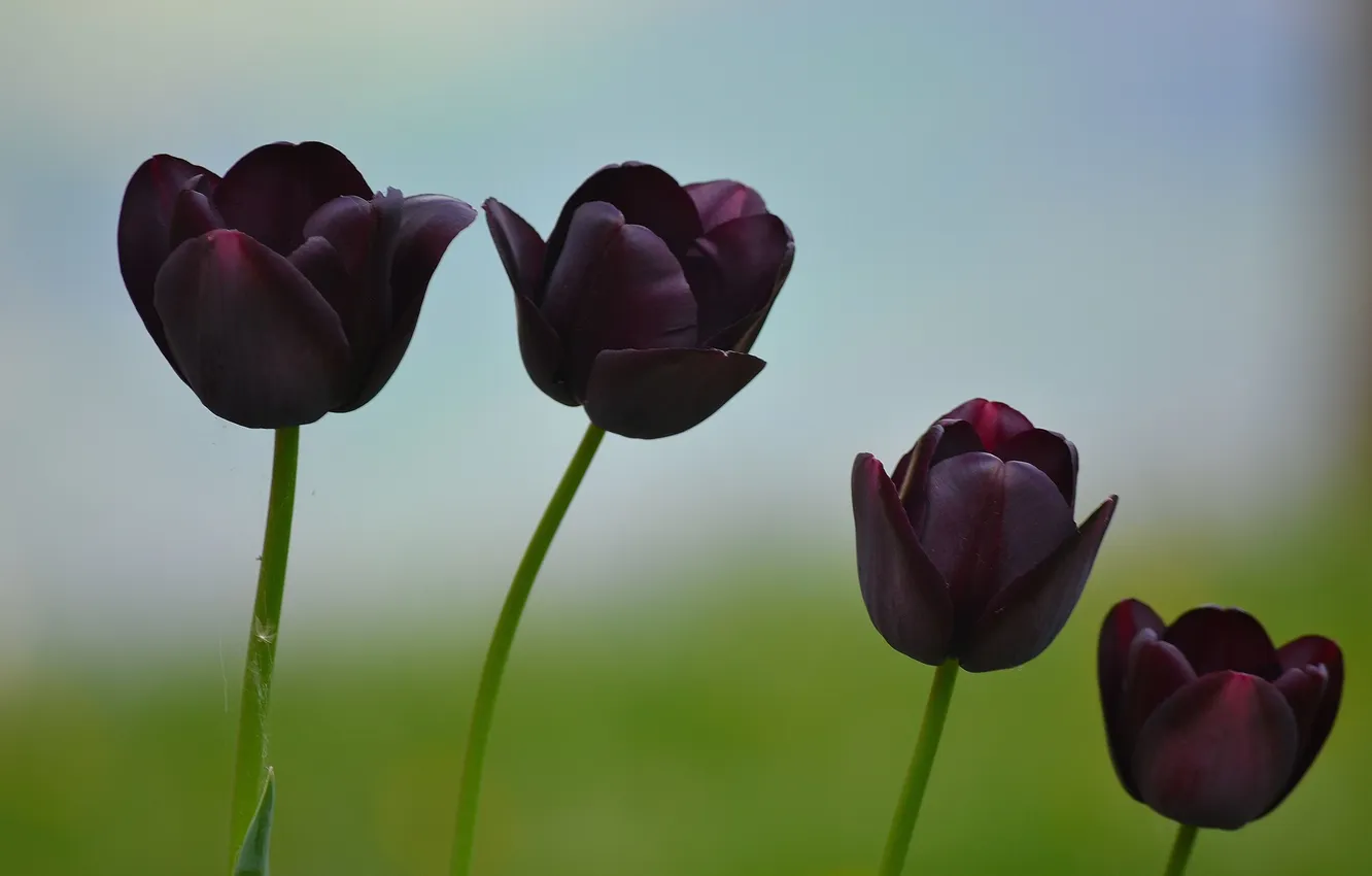 Фото обои макро, природа, тюльпаны, темные