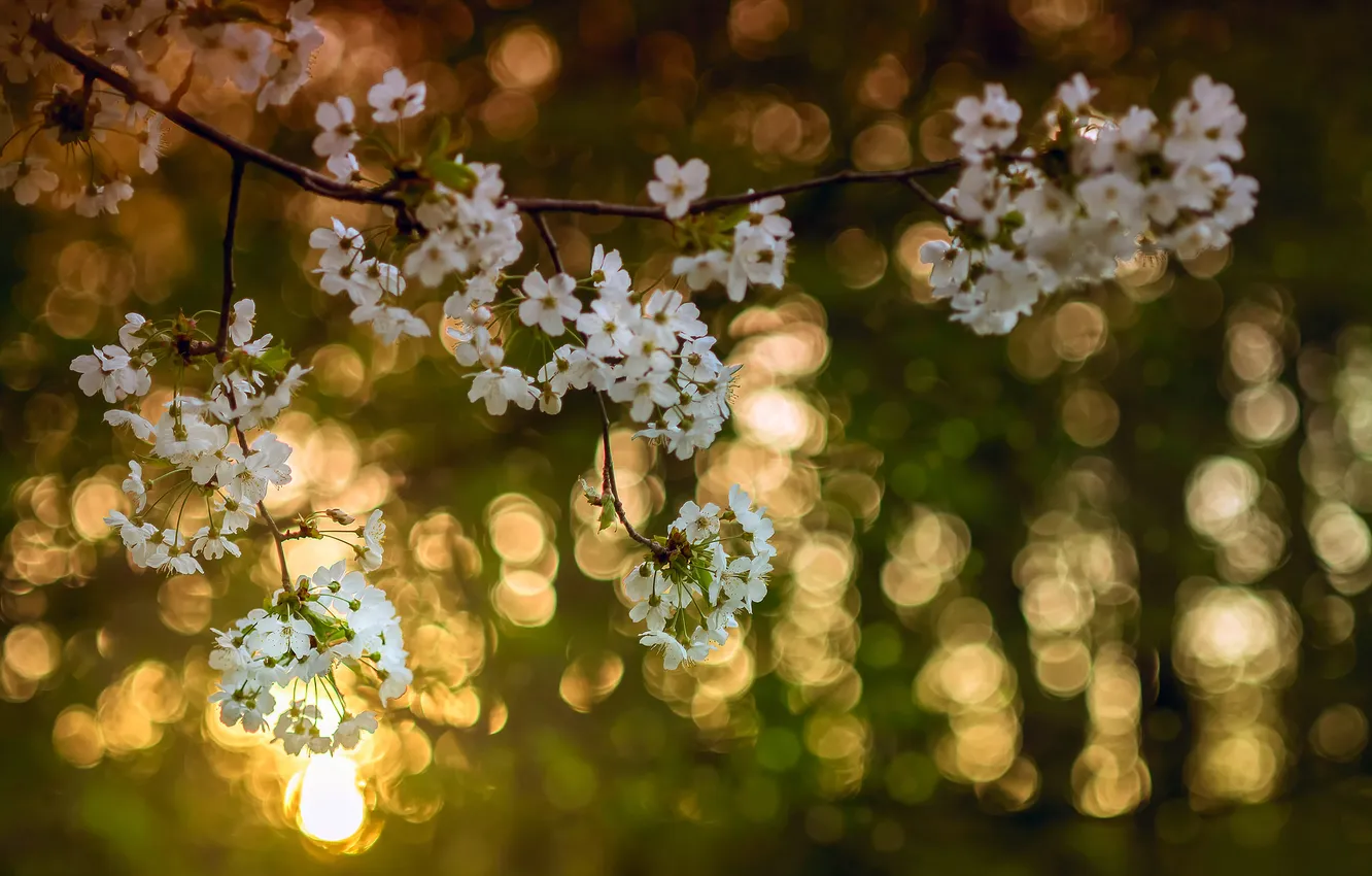 Фото обои свет, цветы, ветки, вишня, дерево, цвет, весна, Апрель