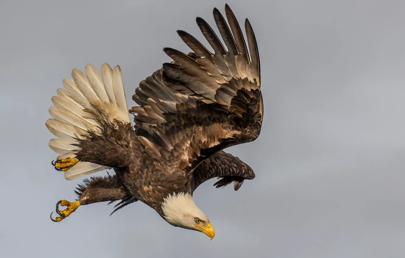 Фото обои bird, dive, eagle - Bird, Bald Eagle flying at daytime, Look Out Below