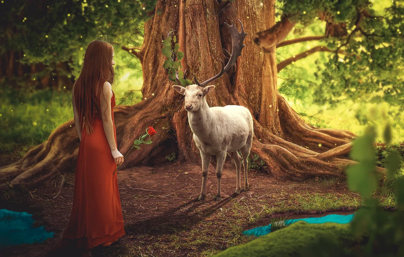 Фото обои лес, девушка, животное, роза, олень