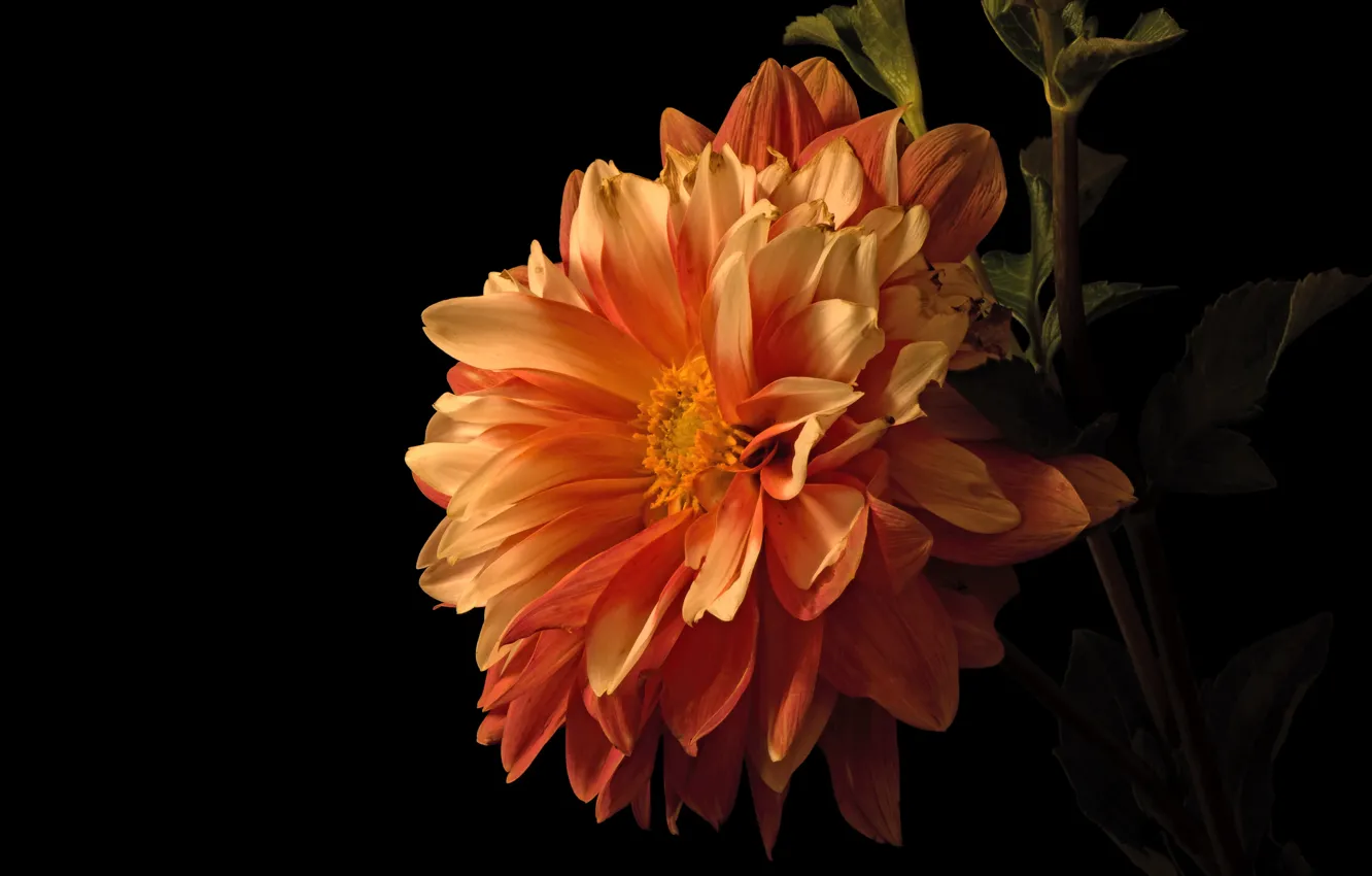 Фото обои цветок, листья, макро, цветы, оранжевая, лепестки, стебель, черный фон