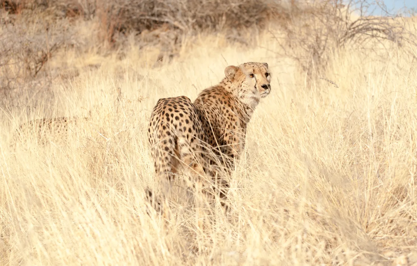 Фото обои трава, взгляд, хищник, гепард, cheetah