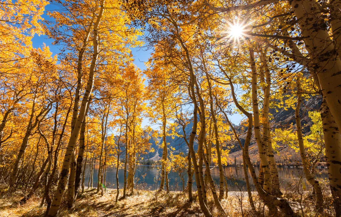 Фото обои осень, лес, солнце, лучи, деревья, горы, озеро, Калифорния