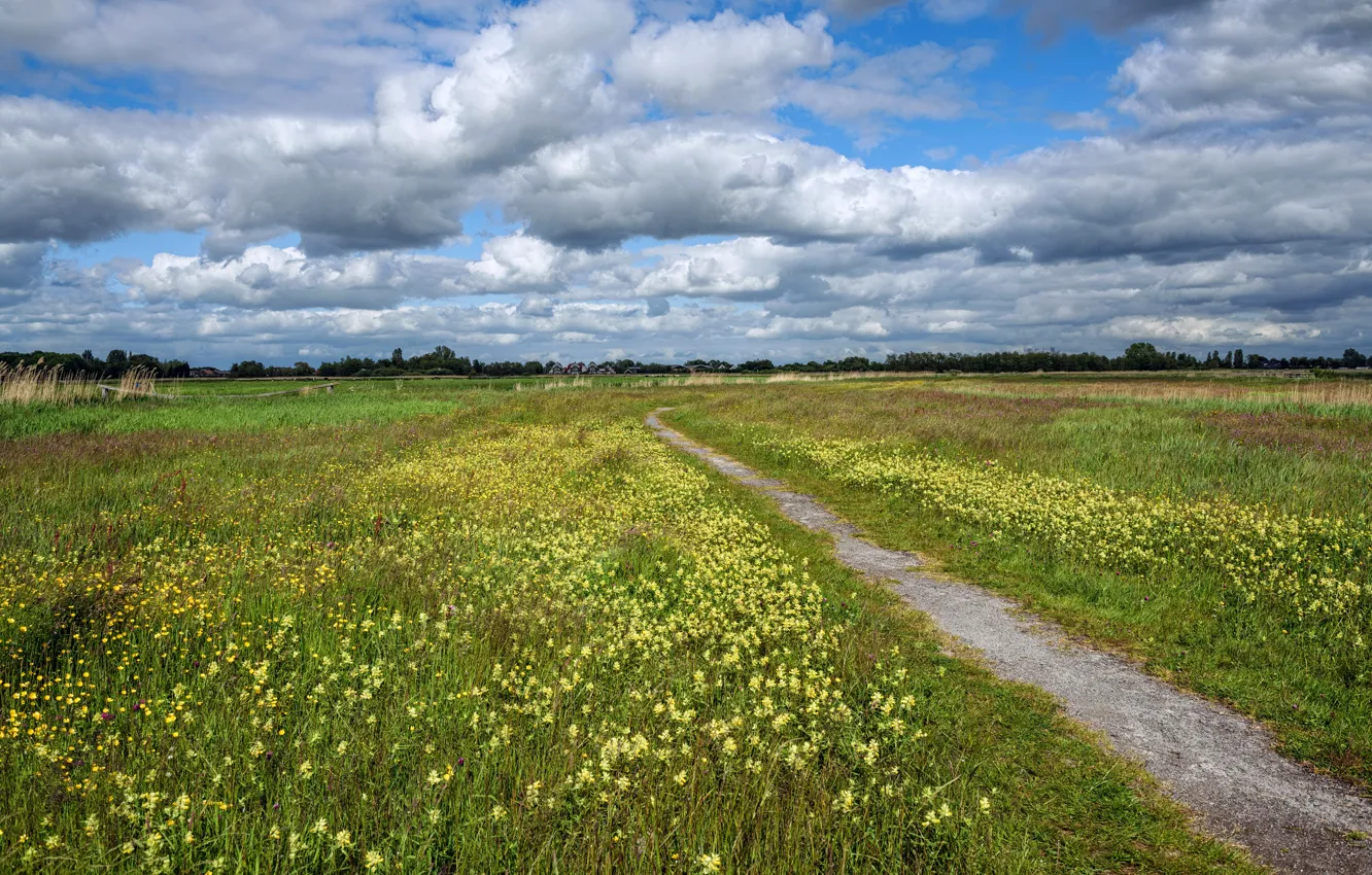 Фото обои поле, лето, небо, трава, облака, цветы, луг, тропинка