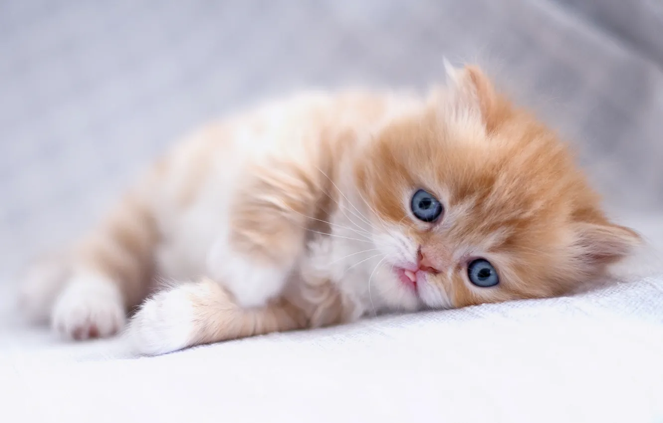 Фото обои взгляд, малыш, рыжий, котёнок, рыжий котёнок, персидская кошка