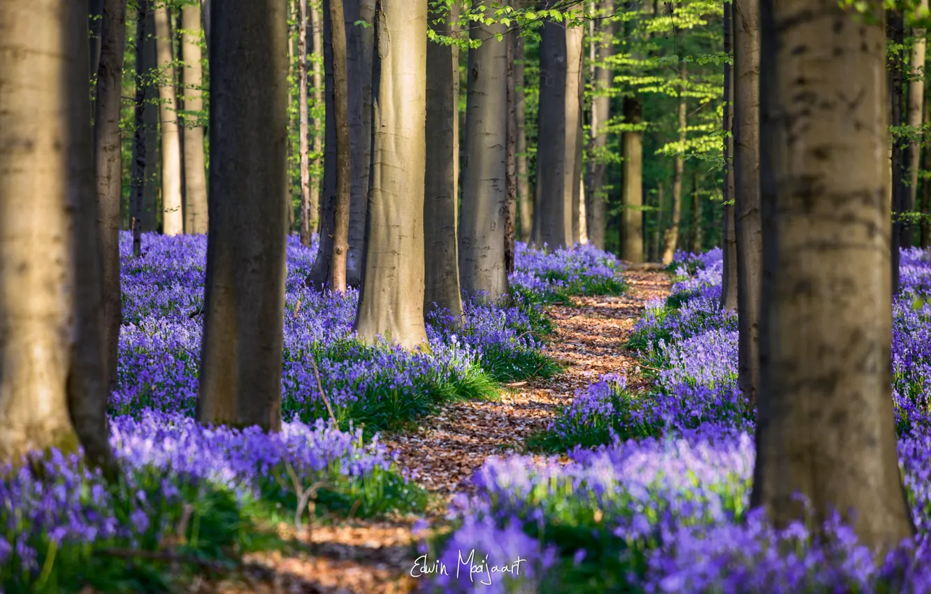 Фото обои лес, цветы, весна, Апрель, Бельгия, Гиацинтоидес