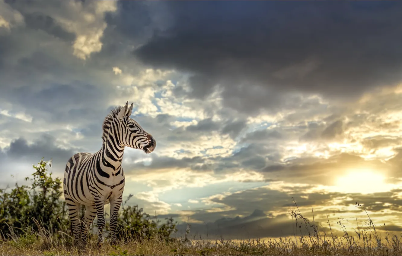 Фото обои зебра, Nature, Africa, temnobelos
