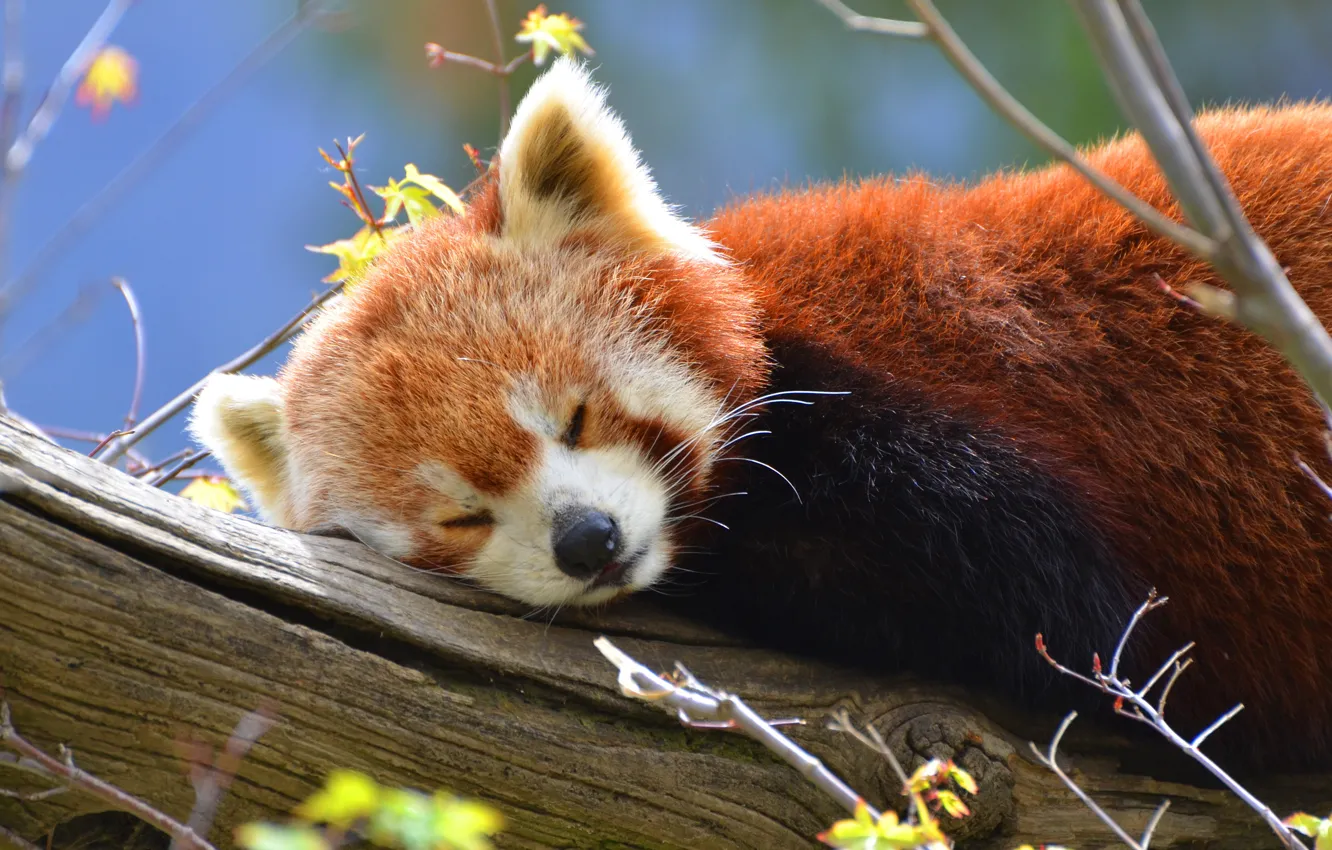 Фото обои дерево, сон, панда, красная панда, красная, дикая природа, малая панда, малая