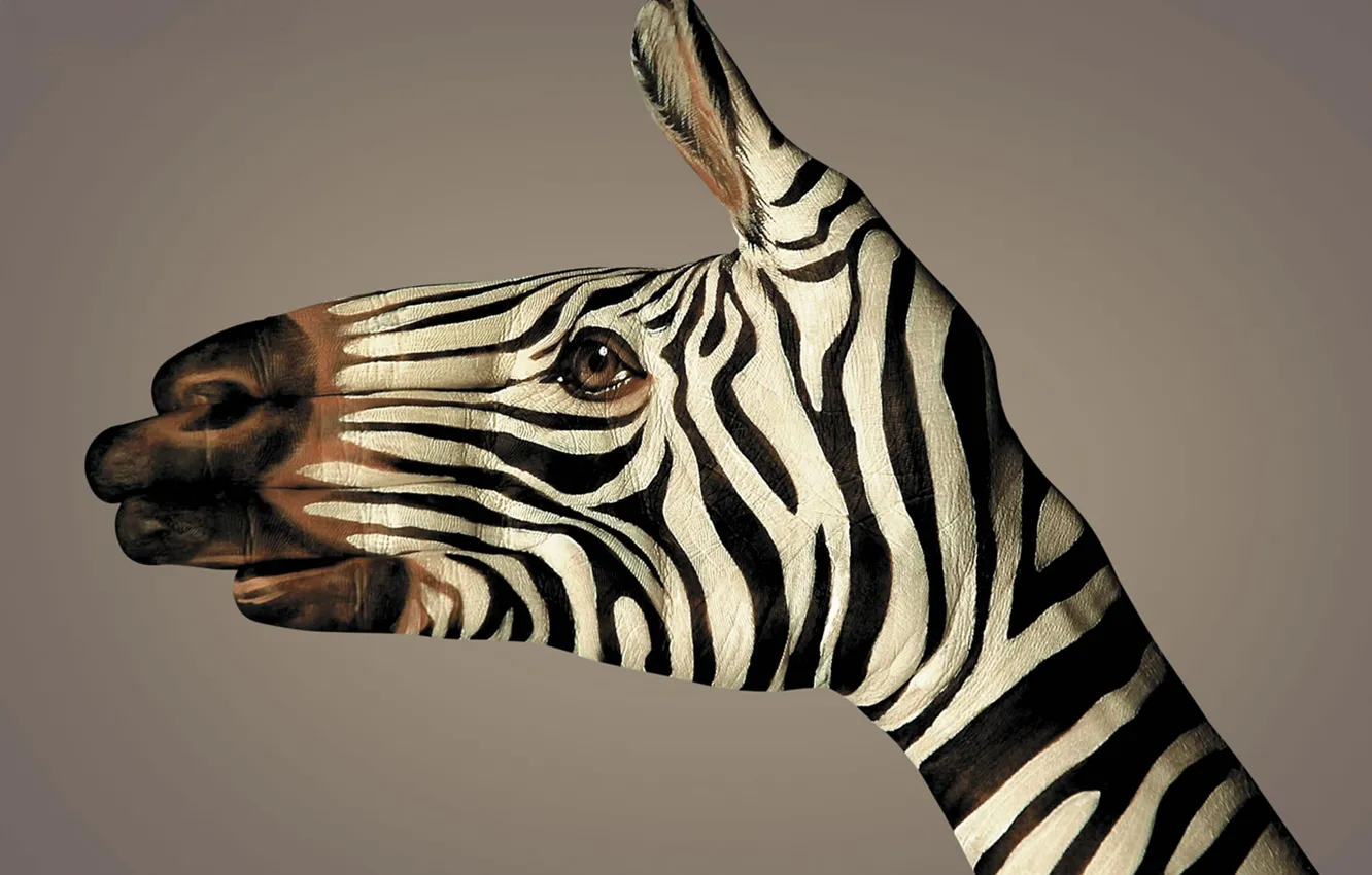 Фото обои полоски, черно-белый, рука, зебра