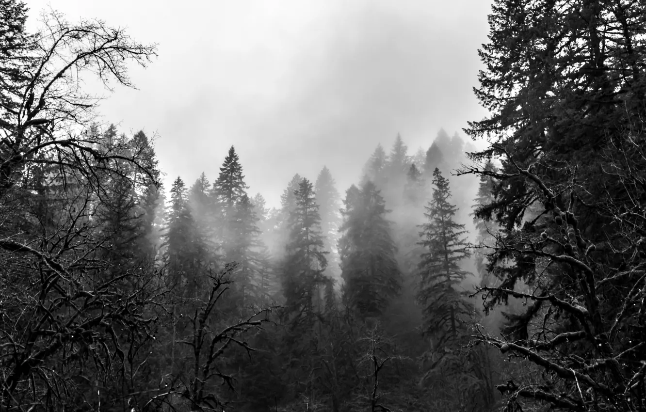Фото обои лес, деревья, природа, туман, Орегон, черно-белое, USA, США