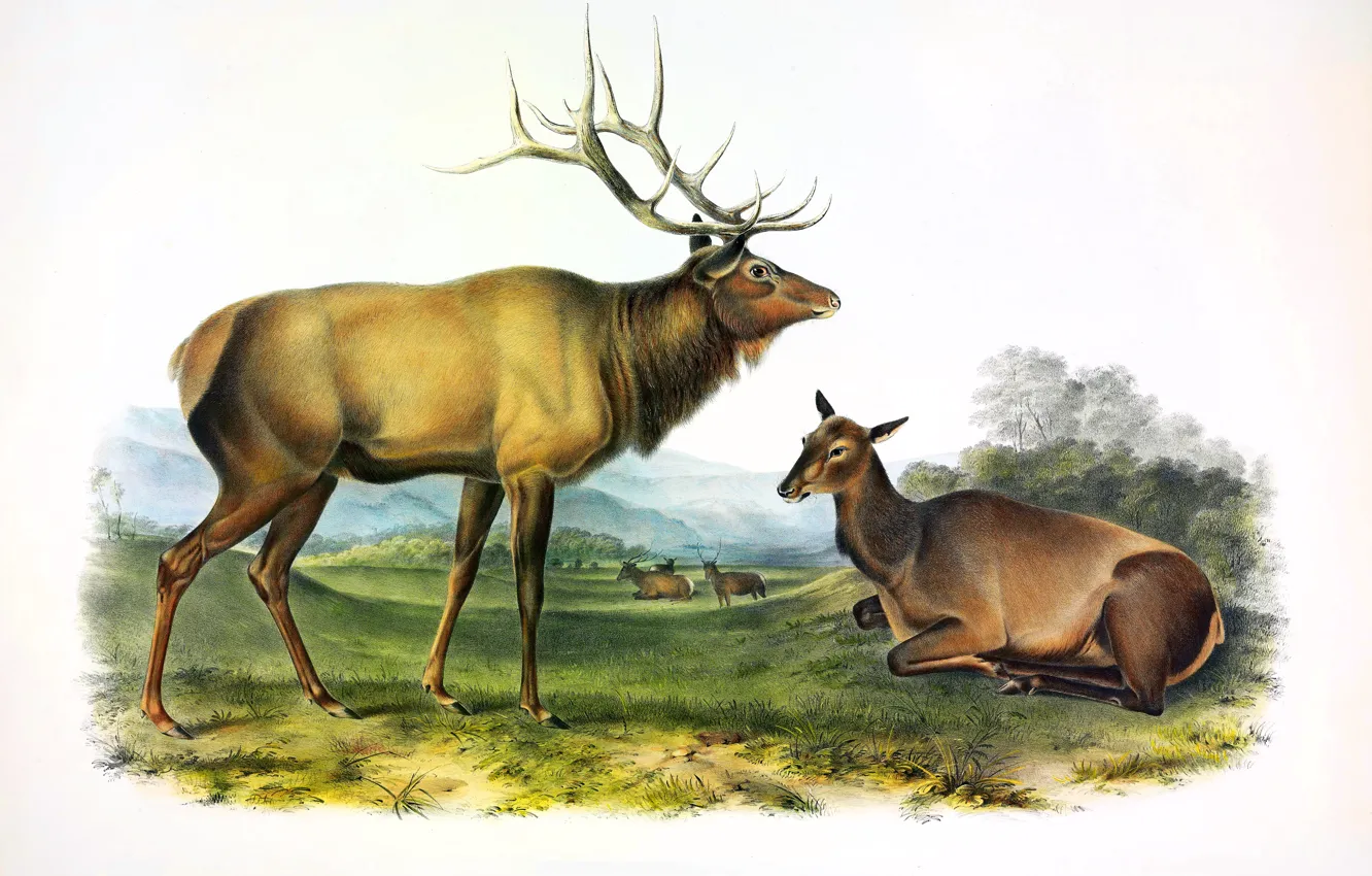 Фото обои Картина, Рога, Олени, Джон Джеймс Одюбон, John James Audubon, Американский художник-анималист, Американский олень, American Elk