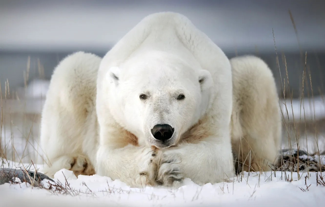 Фото обои зима, снег, поза, белый медведь