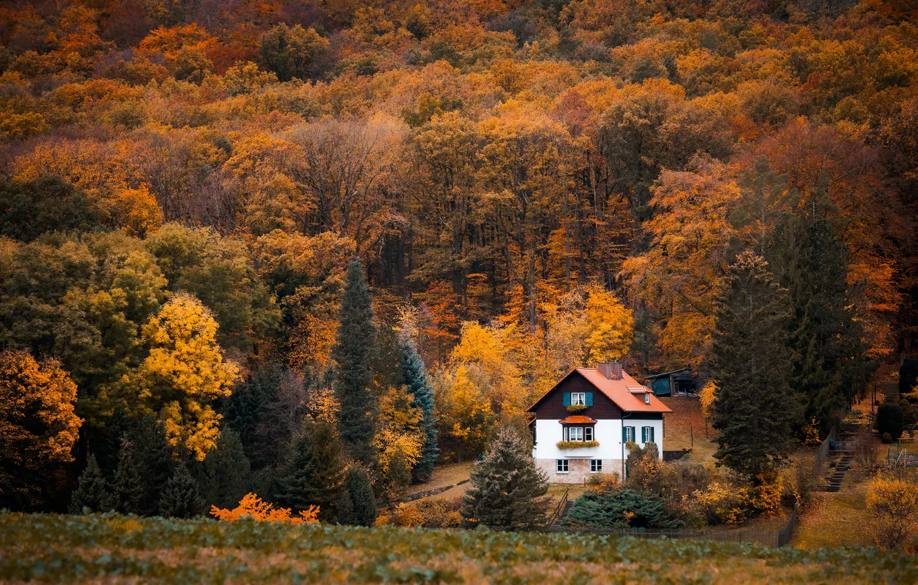 Фото обои осень, лес, деревья, домик