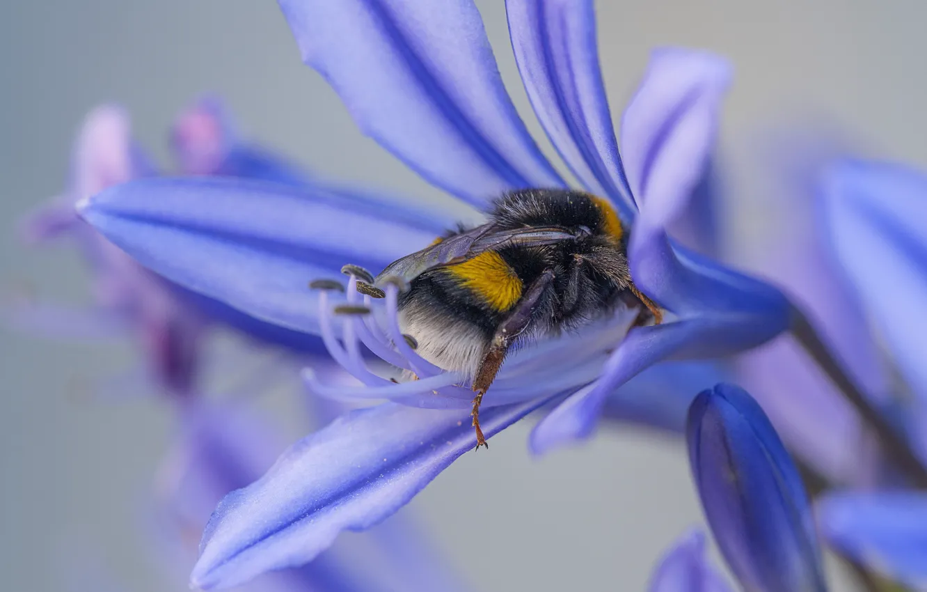 Фото обои макро, пчела, насекомое