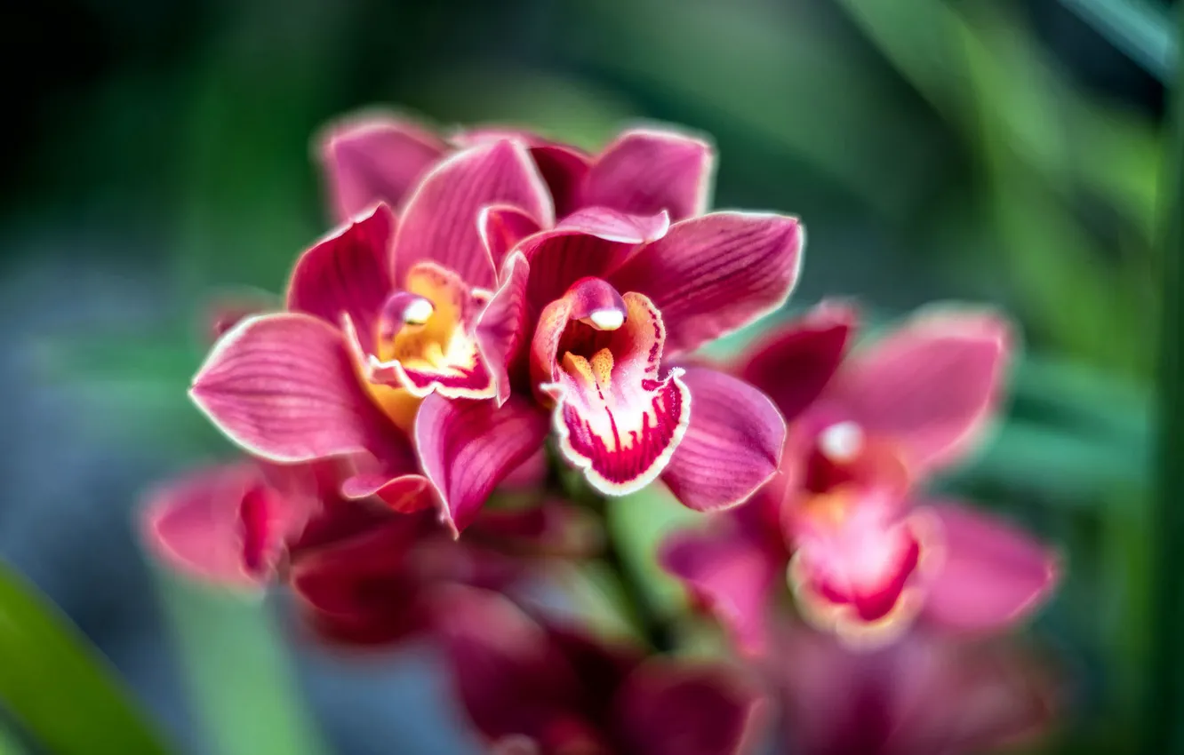 Фото обои макро, тропики, орхидея