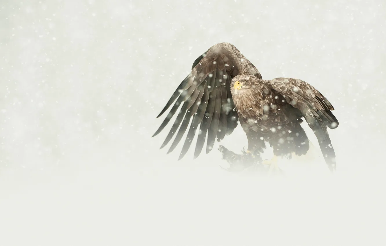Фото обои птица, орел, хищник, снегопад, добыча, бело-хвостый