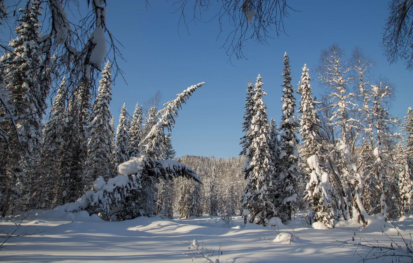 Фото обои зима, лес, снег, деревья, ели, Россия, тайга, Сибирь