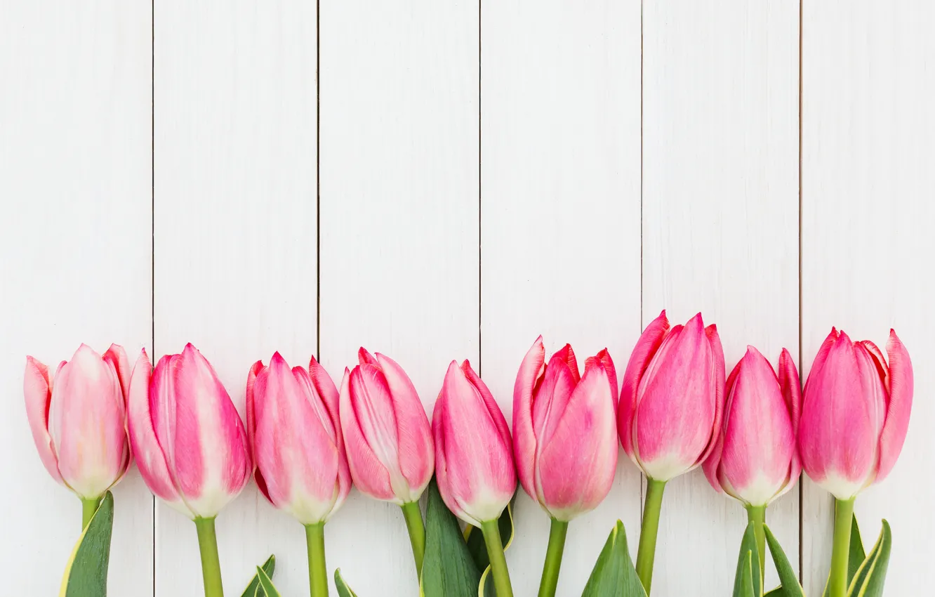 Фото обои цветы, букет, тюльпаны, розовые, fresh, pink, flowers, beautiful